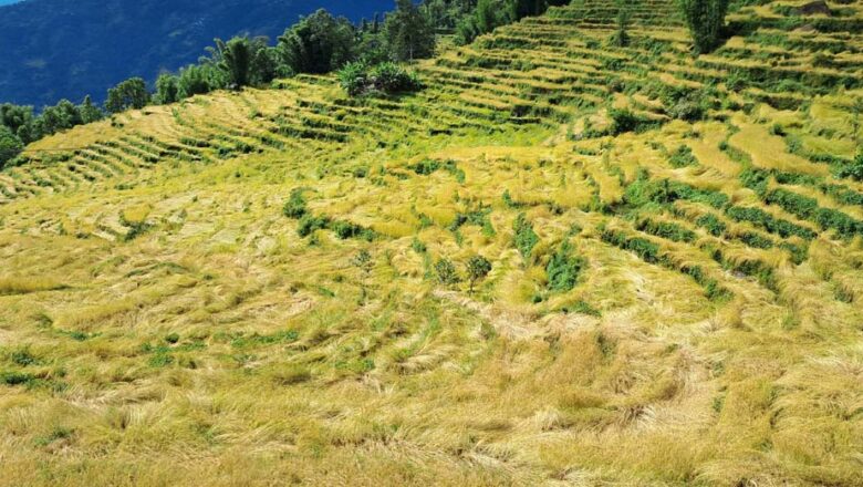 अविरल वर्षाले खोटाङमा ७० प्रतिशत धानबालीमा क्षति